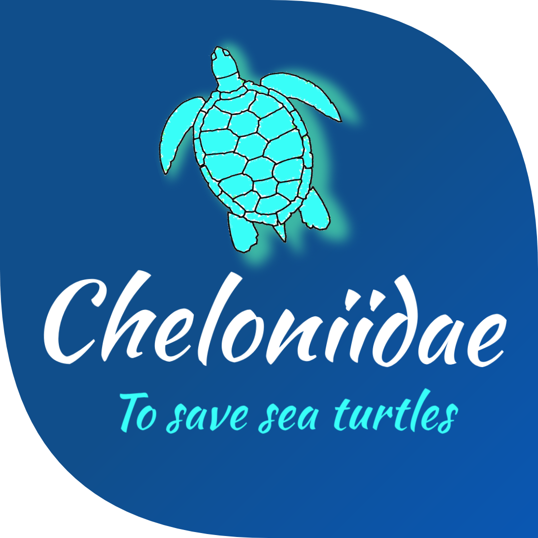 Cheloniidae Family
